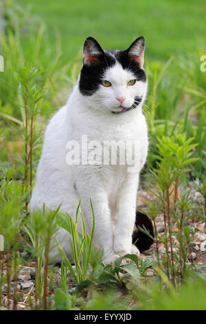 Il gatto domestico, il gatto di casa (Felis silvestris f. catus), nero e bianco macchiato il gatto di casa seduti su erba, Germania Foto Stock