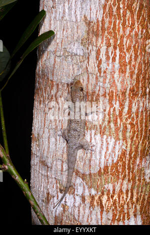 Di grande scala gechi, pesce-scala (Gecko Geckolepis spec.), in corrispondenza di un tronco di albero, Madagascar, Nosy Be, Lokobe Reserva Foto Stock