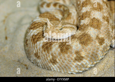 Vipera cornuta, deserto africano vipera cornuta (Cerastes cerastes), ritratto Foto Stock