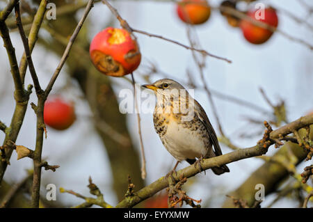 Allodole Cesene Beccacce (Turdus pilaris), seduto su un albero da frutta succursale, in Germania, in Renania settentrionale-Vestfalia, Basso Reno Foto Stock