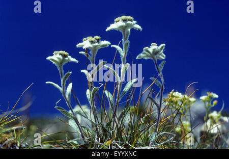 Edelweiss (Leontopodium alpinum, Leontopodium nivale), che fiorisce in un prato di montagna, Germania Foto Stock