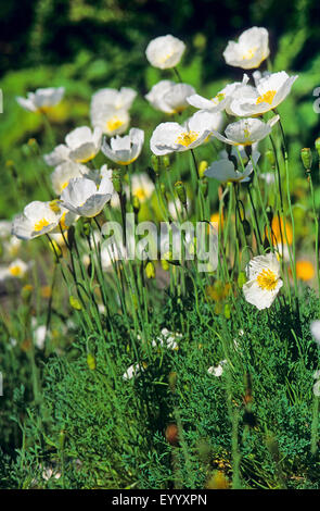 Alpine papavero (Papaver alpinum), fioritura, Germania Foto Stock