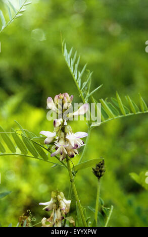 Latte alpino-veccia (astragalo alpinus), fioritura, Germania Foto Stock