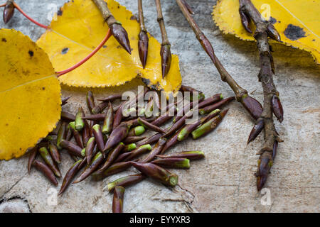 Balsam pioppo, balsamo orientale-pioppo, tacamahac (Populus spec.), gemme, Germania Foto Stock