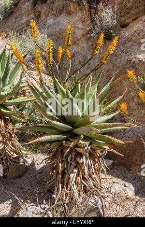 Mountain Aloe, piatto flowerd Aloe, grande spinosa aloe (Aloe marlothii), fioritura in corrispondenza di una parete di roccia, STATI UNITI D'AMERICA, Arizona, Boyce Thompson Arboretum Foto Stock