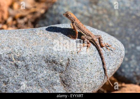 Minor earless lizard (Holbrookia maculata), prendere il sole su una pietra, STATI UNITI D'AMERICA, Arizona, Boyce Thompson Arboretum Foto Stock