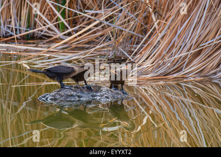 Double-crested cormorano (Phalacrocorax auritus), eccitato comunicazione su una roccia nel lago, STATI UNITI D'AMERICA, Arizona, Boyce Thompson Arboretum Foto Stock