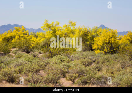 Blue Palo Verde (Parkinsonia florida), gruppo di fioritura, STATI UNITI D'AMERICA, Arizona Sonoran Foto Stock
