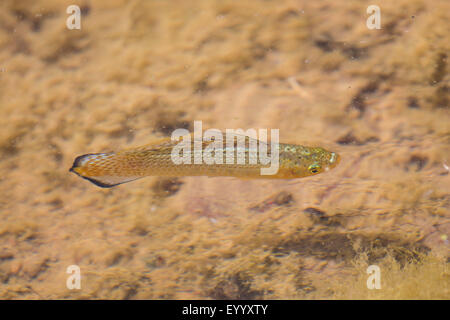 Giant sailfin molly, vela-fin molly, rosso sailfin molly, Yucatan Molly (Poecilia velifera), maschio nel suo habitat, USA, Arizona, sale River Foto Stock