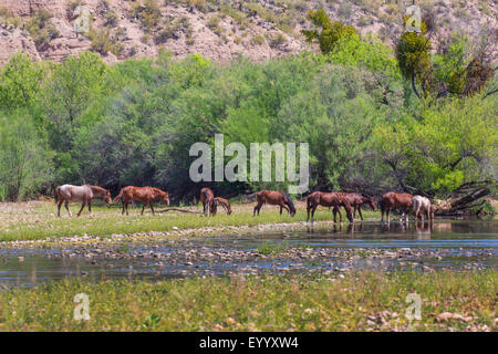 Cavalli domestici (Equus przewalskii f. caballus), cavalli selvatici pascolo a riva del fiume e bere, USA, Arizona, sale River Foto Stock