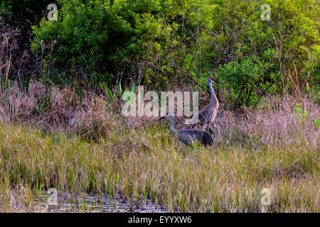 Sandhill gru (Grus canadensis), giovane in erba alta a riva del fiume, STATI UNITI D'AMERICA, Florida, Kissimmee Foto Stock