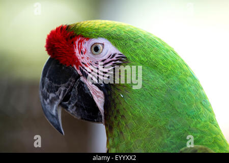 Macaw militare (Ara militaris), ritratto Foto Stock