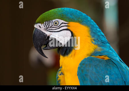 Blu e Giallo macaw, blu e oro macaw, blu e oro macaw, blu-giallo Macaw (Ara ararauna), ritratto Foto Stock