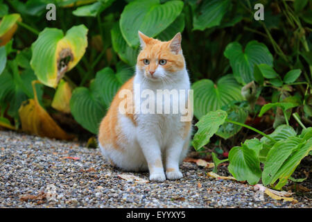Il gatto domestico, il gatto di casa (Felis silvestris f. catus), il bianco e il rosso gatto seduti in giardino , Germania Foto Stock