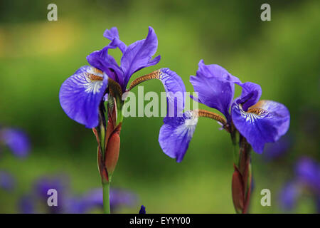 Iris siberiano siberiano bandiera (Iris sibirica), flowesr, Germania Foto Stock