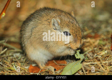 Il mongolo gerbillo, artigliato jird (Meriones unguiculatus), alimentazione Foto Stock