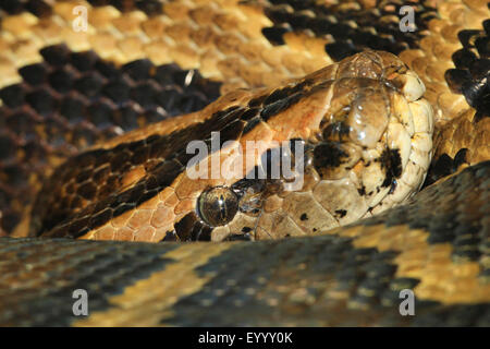 Birmano (Python Python bivittatus, Python molurus bivittatus), ritratto Foto Stock