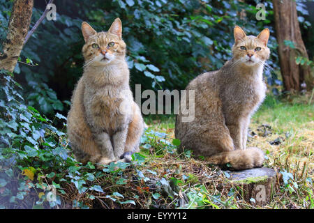 Gatto selvatico europeo, foresta gatto selvatico (Felis silvestris silvestris), due wildcats sedersi su un edera-coperto intoppo, Germania Foto Stock