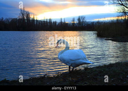 Cigno (Cygnus olor), sul vecchio Reno al tramonto, GERMANIA Baden-Wuerttemberg Foto Stock