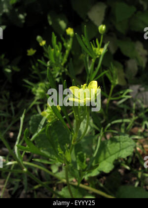 Ranuncolo campo di mais, Buttercup (Ranunculus arvense), fioritura, in Germania, in Renania settentrionale-Vestfalia Foto Stock