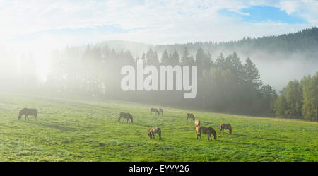 Cavallo di Przewalski (Equus przewalski), gruppo di Przewalski cavalli su un prato in autunno, in Germania, in Baviera, il Parco Nazionale della Foresta Bavarese Foto Stock