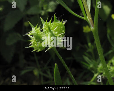Ranuncolo campo di mais, Buttercup (Ranunculus arvense), frutta, in Germania, in Renania settentrionale-Vestfalia Foto Stock