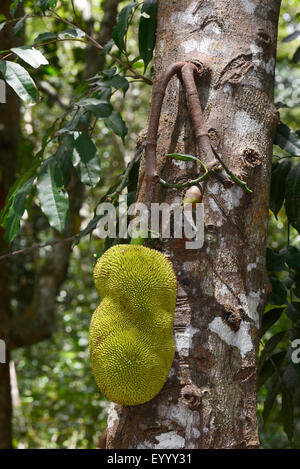 Il pane di frutta (Artocarpus altilis), l'albero del pane su un albero, Madagascar, Nosy Be, Lokobe Reserva Foto Stock