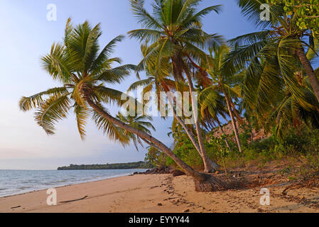 Lonely Palm Beach sull'isola di Nosy Faly, Madagascar, Nosy Faly, Isla Faly Foto Stock