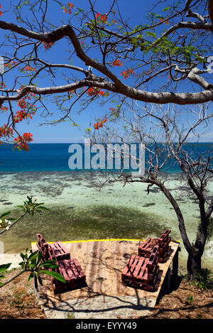 Royal Poinciana, fiammeggiante, Flame Tree (Delonix regia), una spiaggia da sogno con Flame Tree presso le coste del Madagascar, Madagascar, Ankifi Foto Stock