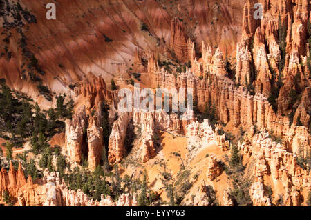 Anfiteatro di Bryce Canyon, STATI UNITI D'AMERICA, Utah, Parco Nazionale di Bryce Canyon Foto Stock