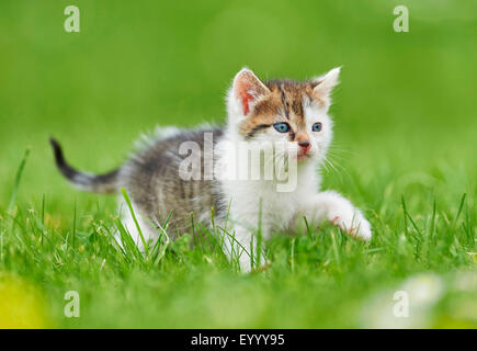 Il gatto domestico, il gatto di casa (Felis silvestris f. catus), sei settimane vecchio cucciolo in un prato, Germania Foto Stock