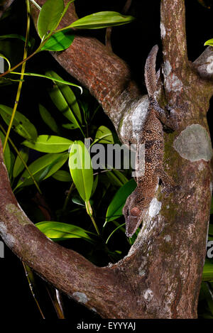 Henkel la foglia-tailed Gecko (Uroplatus henkeli), si siede in un ramo testa a forcella prima, Madagascar, Nosy Be, Lokobe Reserva Foto Stock