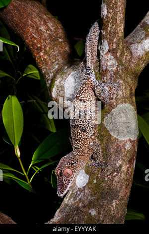 Henkel la foglia-tailed Gecko (Uroplatus henkeli), si siede in un ramo testa a forcella prima, Madagascar, Nosy Be, Lokobe Reserva Foto Stock