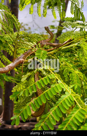 Madagascar la biscia (Mimophis mahfalensis), salite in un arbusto, Madagascar, Nosy Be, Lokobe Reserva Foto Stock