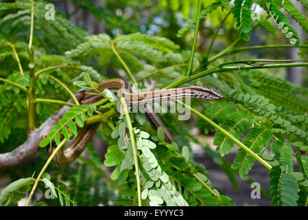 Madagascar la biscia (Mimophis mahfalensis), salite in un arbusto, Madagascar, Nosy Be, Lokobe Reserva Foto Stock