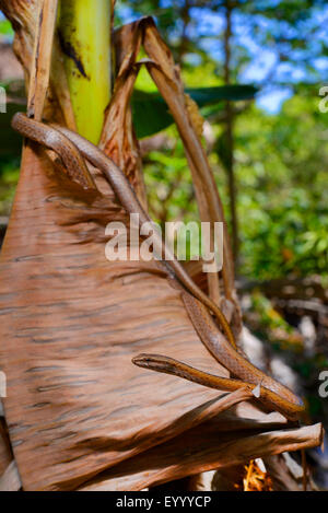 Madagascar la biscia (Mimophis mahfalensis), su una secca foglia di banano, Madagascar, Nosy Be, Lokobe Reserva Foto Stock