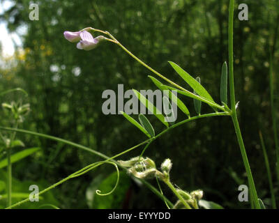 Vetch sottile, liscia tara, lenticchia di veccia (Vicia tetrasperma), infiorescenza con sotteso a foglia, in Germania, in Renania settentrionale-Vestfalia Foto Stock