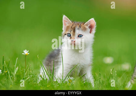 Il gatto domestico, il gatto di casa (Felis silvestris f. catus), sei settimane vecchio cucciolo in un prato, Germania Foto Stock