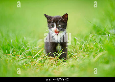 Il gatto domestico, il gatto di casa (Felis silvestris f. catus), sei settimane vecchio bianco e nero gattino seduto in un prato e caterwauling, Germania Foto Stock