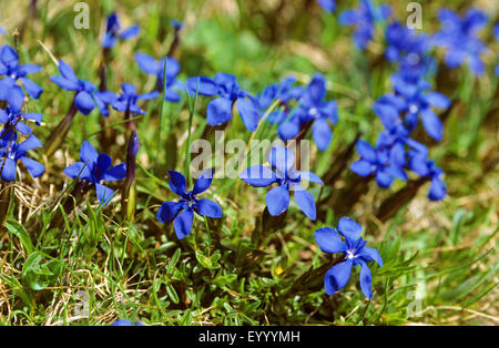 La molla la genziana (Gentiana verna), che fiorisce in un prato, Germania Foto Stock