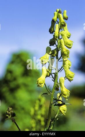 Wolfsbane giallo (Aconitum lycoctonum ssp. vulparia, Aconitum vulparia), infiorescenza, Germania Foto Stock