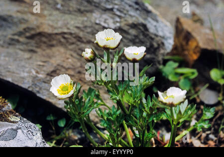 Ghiacciaio (crowfoot Ranunculus glacialis), fioritura, Germania Foto Stock