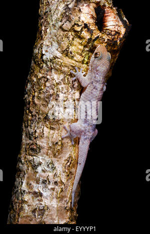 Pesce-scala (Gecko Geckolepis sp. ), Si siede a un tronco di albero, Madagascar, Nosy Be, Lokobe Nationalpark Foto Stock