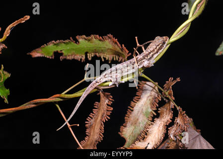 Pesce-scala (Gecko Geckolepis sp. ), Si siede su un ramoscello, Madagascar, Nosy Be, Lokobe Nationalpark Foto Stock