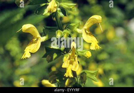 Hardy sage, Sticky salvia (Salvia glutinosa), fioritura, Germania Foto Stock