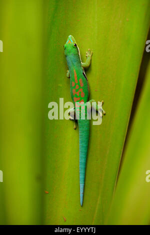 Giorno rivestito gecko, Striped giorno Gecko (Phelsuma dorsivittata, Phelsuma lineata), su una foglia, Madagascar , Diana , Montagne d┤Ambre Parco Nazionale Foto Stock