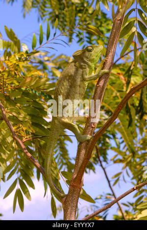 Giant Madagascar camaleonte, Oustalet il camaleonte, Oustalet gigante (chameleon Furcifer oustaleti, Chamaeleo oustaleti), si arrampica su un albero, Madagascar, Montagne des Franþais Foto Stock