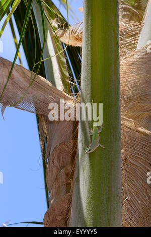 Giornata noiosa Gecko (Phelsuma dubia), in corrispondenza di un tronco di palma, Madagascar, Ankifi Foto Stock