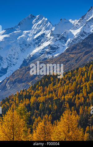 Il Piz Bernina, 4049 m, Svizzera, Grigioni, Oberengadin Foto Stock