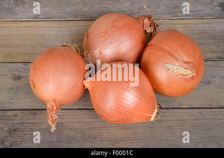 Giardino la cipolla, il bulbo di cipolla, cipolla comune (Allium cepa), quattro Grano cipolle Foto Stock